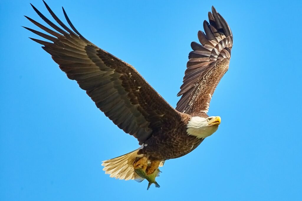 When you see An Eagle