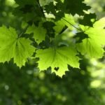 Herbs for Spiritual Protection