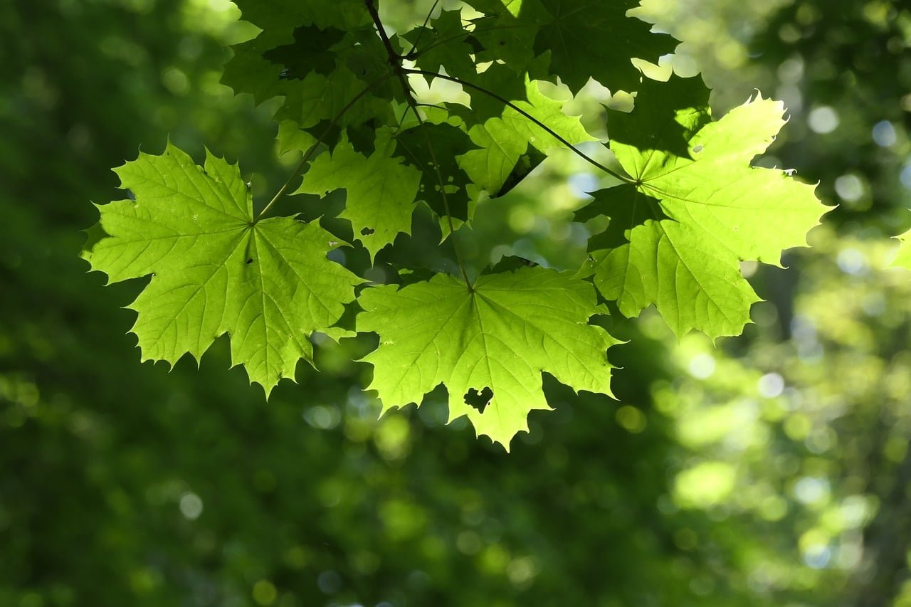 Herbs for Spiritual Protection